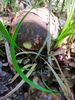 IMG_20210615_090949.webp