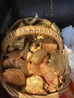 IMG-781eca295b65d67f7bf4265ae1d265a0-V.webp