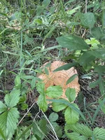 IMG-29078b7bc3cff64eb2555c3781e219c0-V.webp