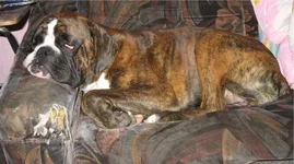  и съеденый диван.webp