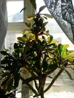 SP_A0419.webp