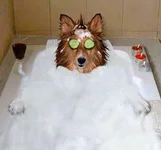 dog-bath.webp