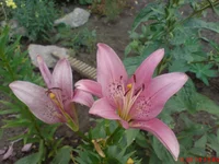  роз.webp
