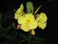 .webp