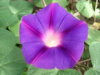 .webp