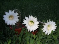 07062010.webp
