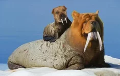 CHOW LIFE Magazine.webp