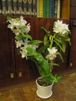 IMG_0708.webp