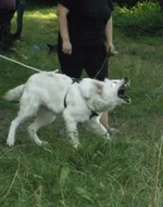  рекс.webp