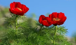 Pion.webp