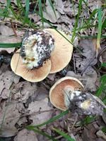 IMG_20210623_122406.webp