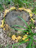IMG_20210623_120733.webp