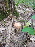 IMG_20210623_125343.webp