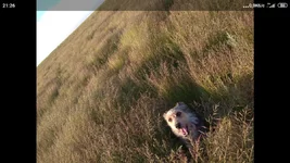 Screenshot_2021-06-26-21-26-44-542_com.miui.gallery.webp