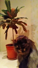 P_20190210_222327.webp