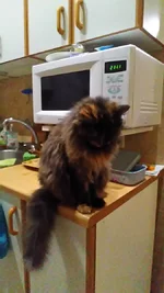 P_20191114_211230.webp
