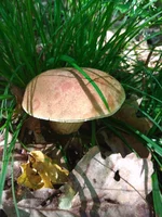 IMG_20210627_094530.webp