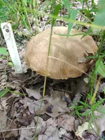 IMG_20210627_114512.webp