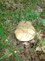 IMG_20210627_123100.webp