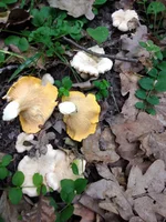 IMG_20210703_115230.webp