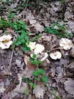 IMG_20210703_115403.webp