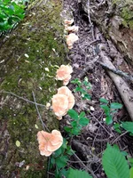 IMG_20200510_123119.webp