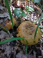 IMG_20210707_140903.webp