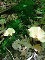 IMG_20210713_112653.webp