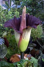 261px-Titan-arum1web.webp