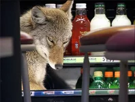 coyote1.jpg