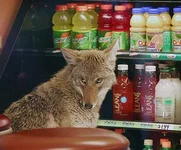 coyote2.webp