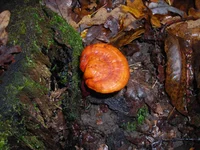 DSCN7088.webp