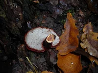 DSCN7089.webp