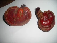 DSCN7321.webp