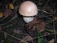 DSCN6967.jpg