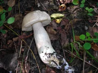 DSCN6966.webp