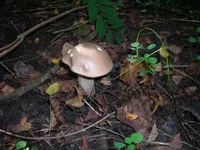 DSCN6965.webp
