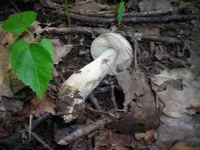DSCN6812.webp
