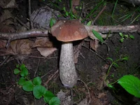 DSCN6810.webp
