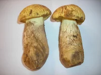 DSCN7396.jpg
