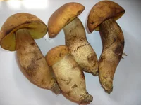 DSCN7425.webp