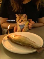HujPMGFJGJI.webp