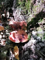 IMG_20210822_143158.jpg