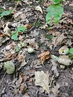 IMG_20210904_135334.webp