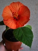 P8124077_Barselona.webp