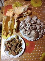 IMG_20210910_202426.webp