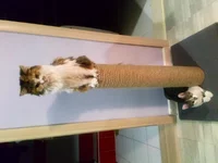 IMG-bcbdbece75be456235f653ee1127f63d-V.webp