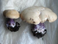gr20210927.jpg