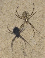 21.webp