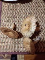IMG_20211001_202851.webp